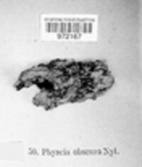 Phaeophyscia orbicularis image